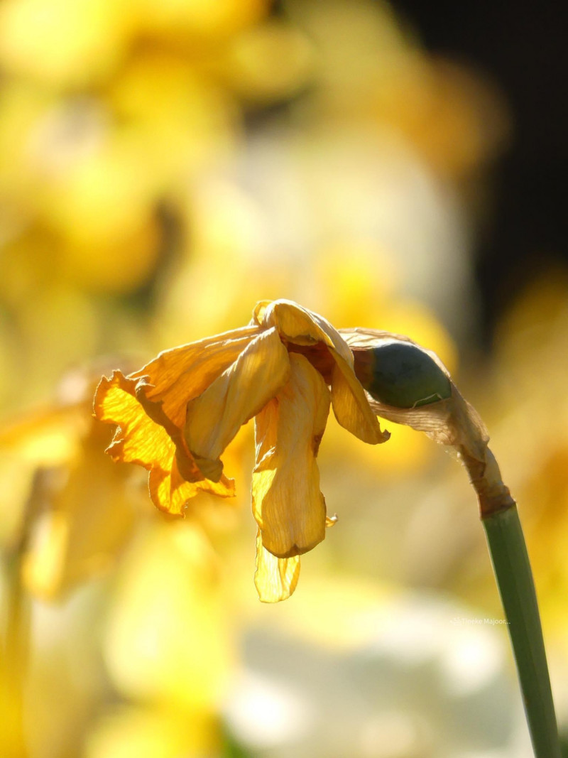 uitgebloeide-narcissen-bloemen-verwijderen-na de bloei - loof snoeien - uitgebloeid